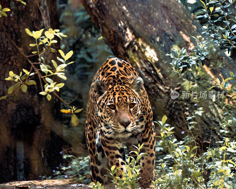 一只野生美洲虎(Panthera onca)在大自然中行走的特写镜头
